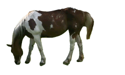Ms. Buttons—Lazy Day Animated GIF of Ms. Buttons grazing