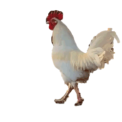 Pop-a-Squat Animated GIF of a rooster walking