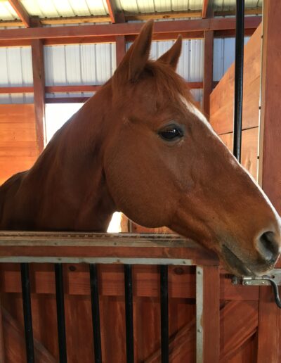 Micky posing in the barn.