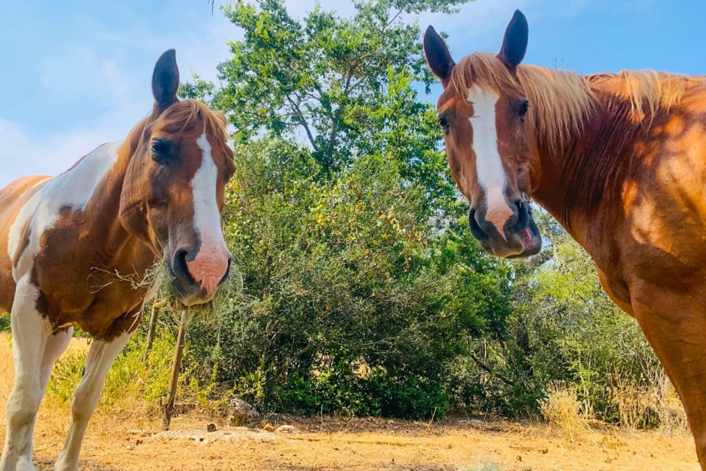 Three Socks and Buttons Standing in a Field (original)