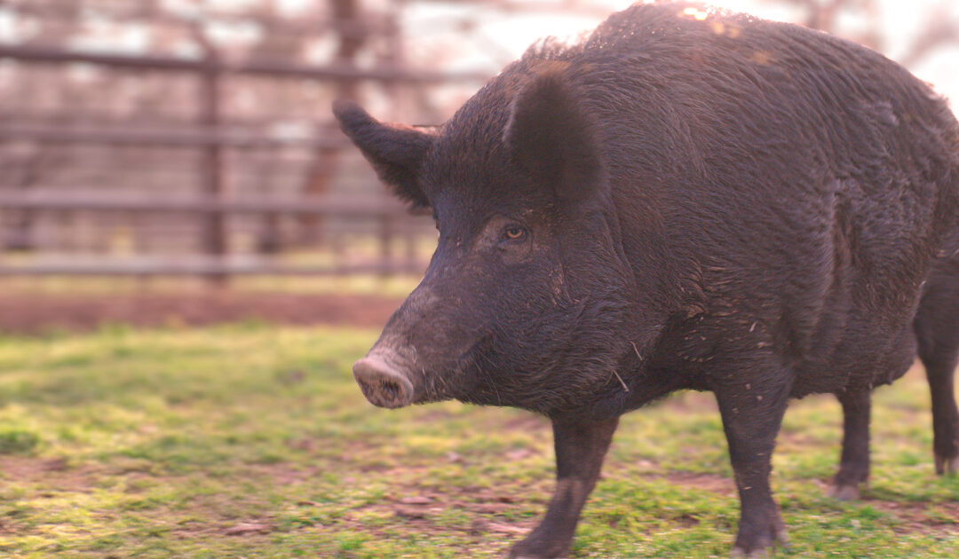 Why Call Us “Invasive”?