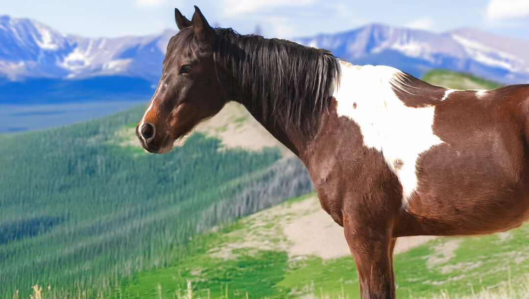 Amigo: A Ranch Horse Living His Best Life
