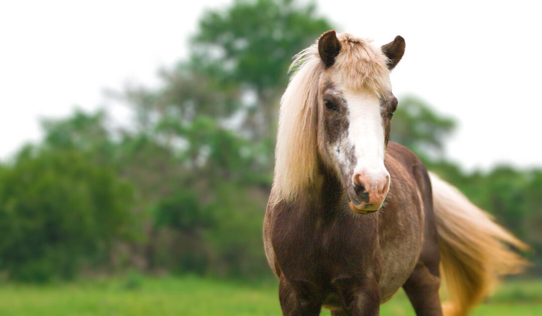 Fia’s Take: The Shetland Truth