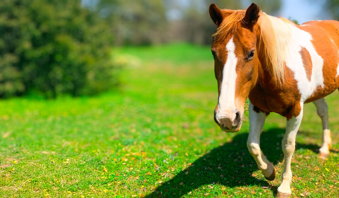 Ms Buttons’ Ranch Diaries