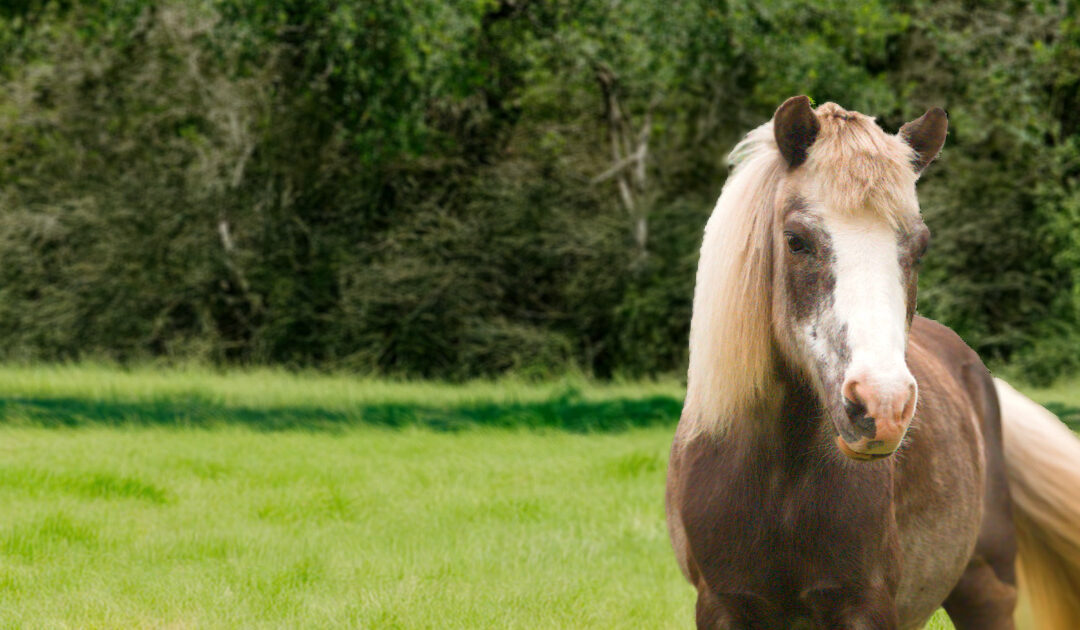 Who Let That Big Dummy Have a Dino Grabber?