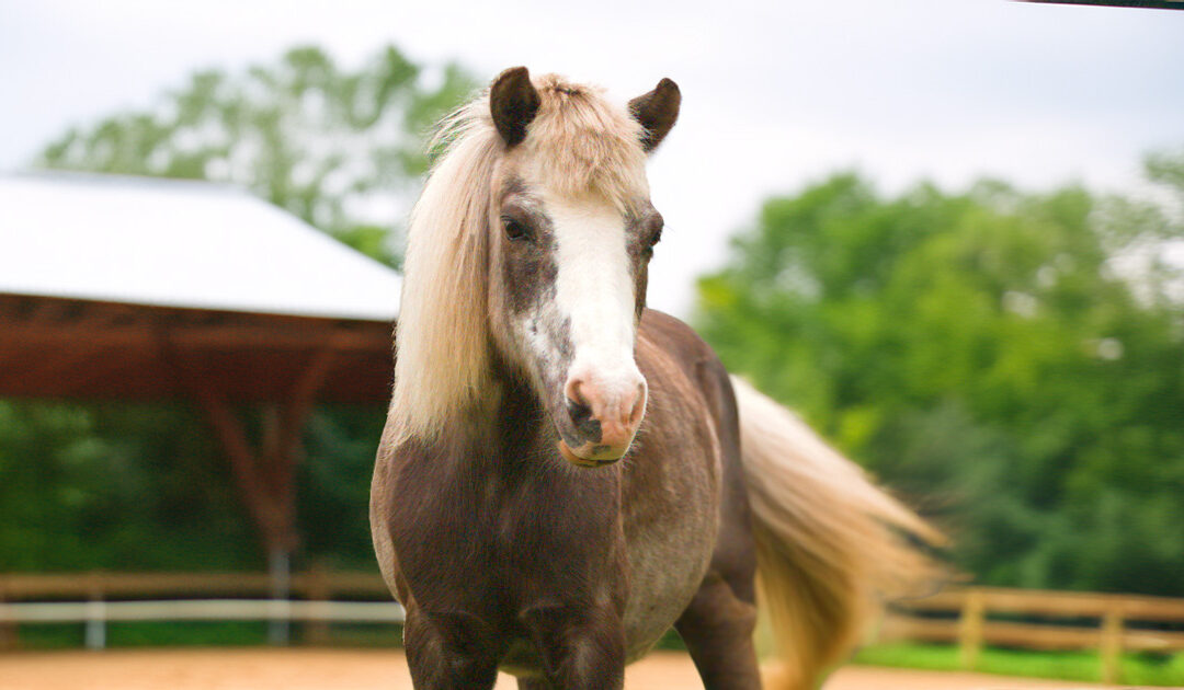 Fia’s Forced Servitude: A Tale of Many Braids